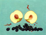 White Peach -  oil on paper - by Marlies Ihmels-Herget