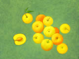 Apricots -  oil on paper - by Marlies Ihmels-Herget